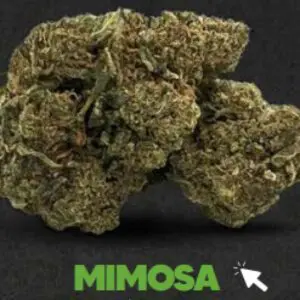 Mimosa - 10% 10-OH-HHC