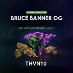 Bruce Banner OG 50% THVN10