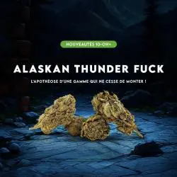 fleur 10-OH-HHC Alaskan Thunder F*ck 30% analysée en laboratoire