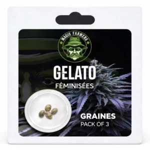 Graines Gelato féminisées pack 3 unités MJ Store
