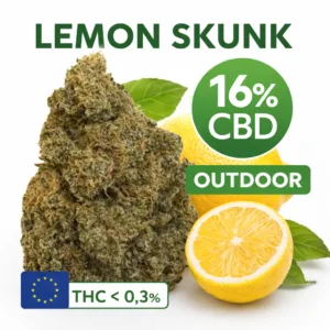 Lemon Skunk 16% CBD outdoor fleur citronnée THC inférieur à 0,3%