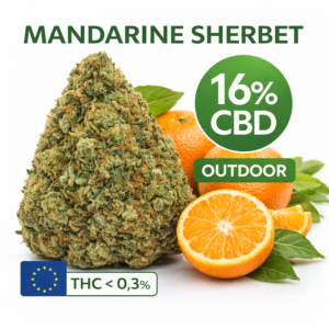 Mandarine Sherbet CBD 16% outdoor fleur premium têtes compactes MJ Store