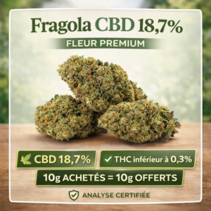 Fragola CBD 18.7% fleur premium têtes compactes vertes