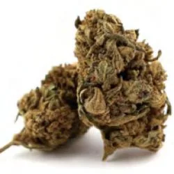 Super Skunk 16% CBD fleur outdoor en promotion