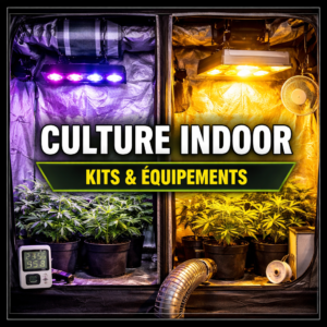 Culture indoor