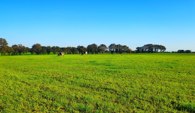 Livraison de CBD à Limerzel en 24/48h – fleurs, résines et huiles premium