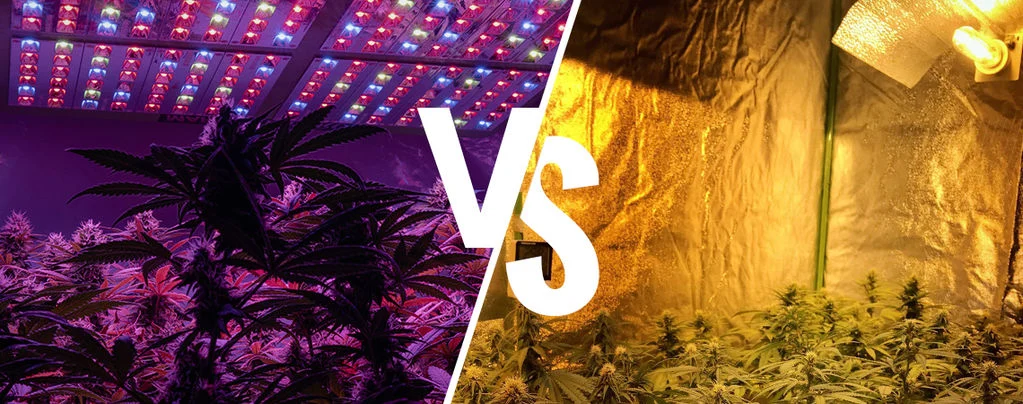 comparatif LED vs HPS culture indoor rendement consommation