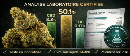 Analyse laboratoire Critical 2.0 D10 50% fleur de chanvre CBD 8.3% THC 0.17% MJ Store