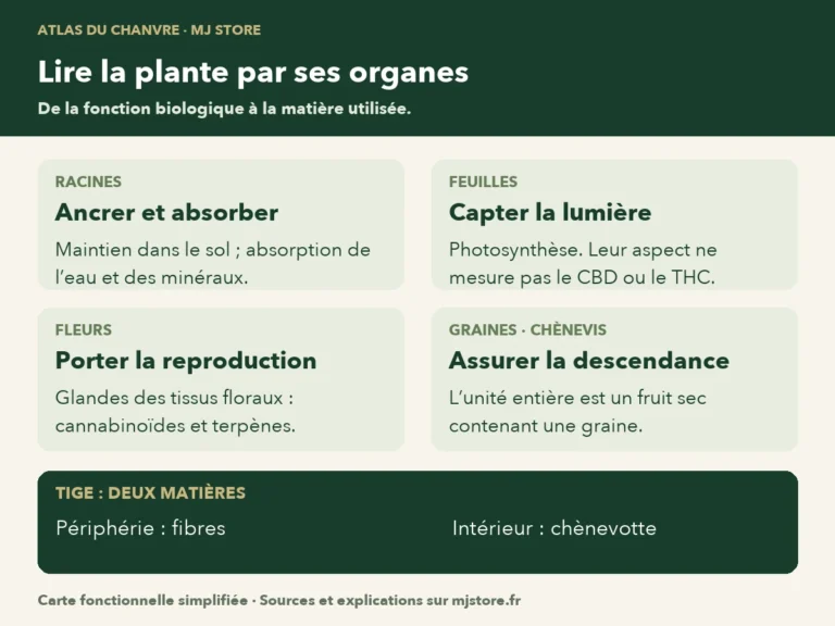 Racines : ancrage ; feuilles : photosynthèse ; fleurs : reproduction ; graines : descendance ; tige : fibres et chènevotte.
