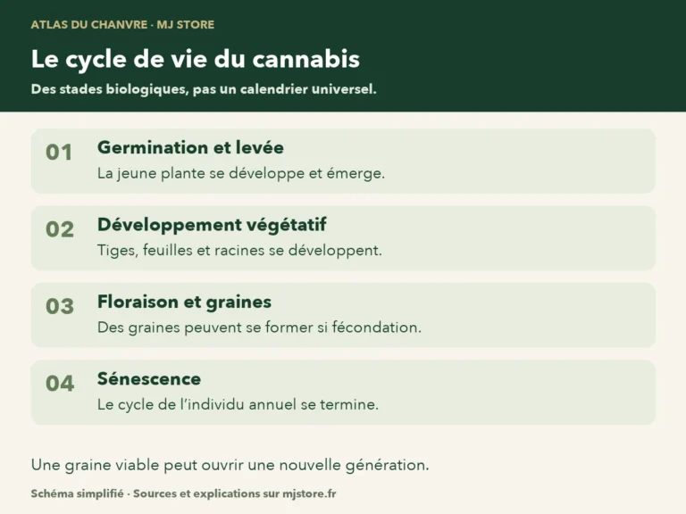 Cycle simplifié : germination et levée, développement végétatif, floraison et formation des graines si fécondation, puis sénescence. Une graine viable peut ouvrir une nouvelle génération.