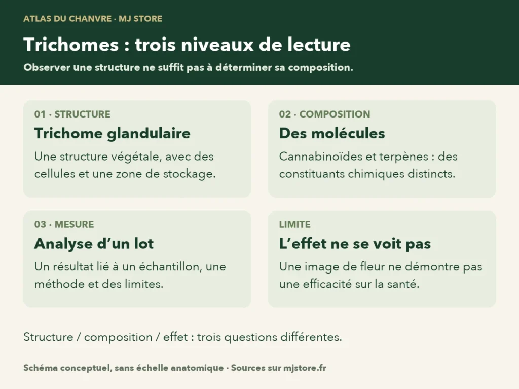Trois niveaux distincts : le trichome est une structure végétale, les cannabinoïdes et terpènes sont des constituants chimiques, le certificat d’analyse renseigne un échantillon identifié.
