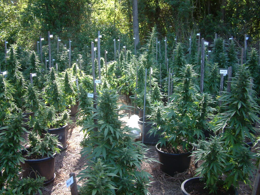 Culture de cannabis médical utilisée pour la recherche sur les cannabinoïdes