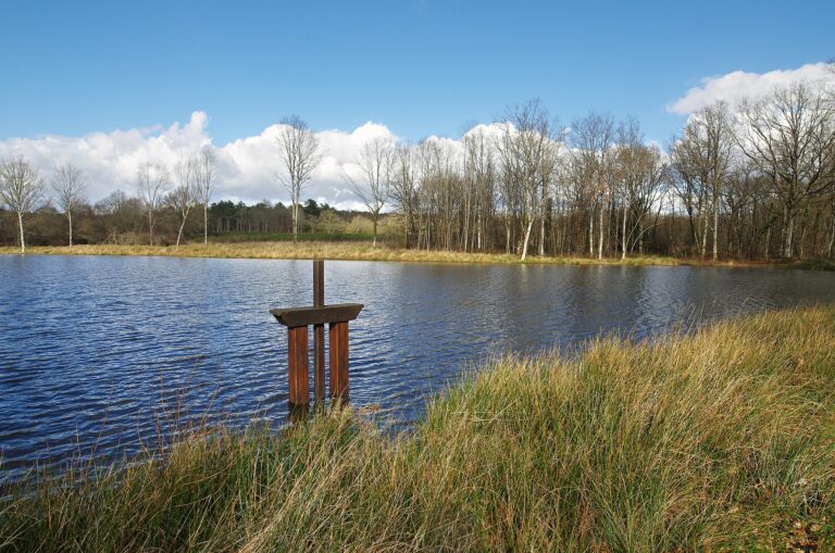 Étang à Chaumont-sur-Tharonne en Sologne, Loir-et-Cher