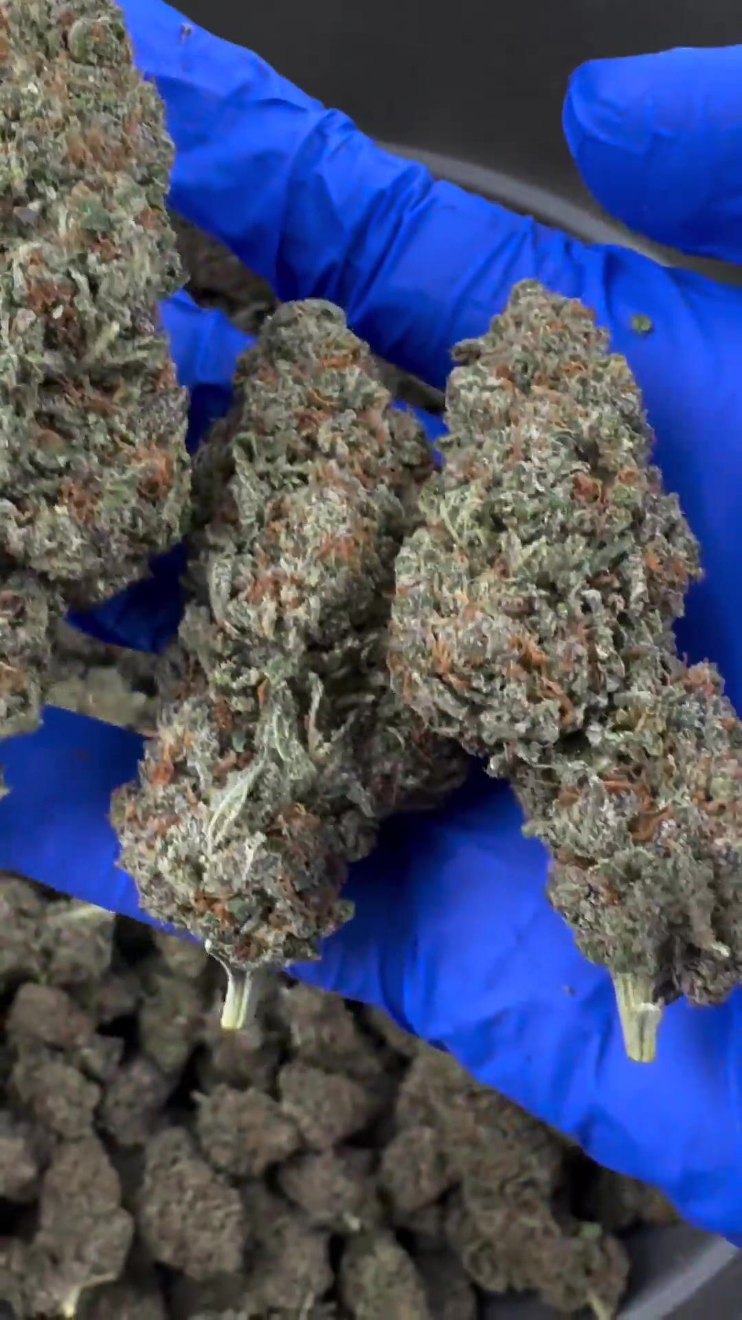 Blood Orange Diesel Indoor Elite — photo réelle des fleurs extraite de la vidéo