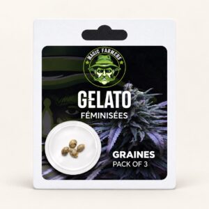 Graines Gelato Féminisées – Pack 3 unités