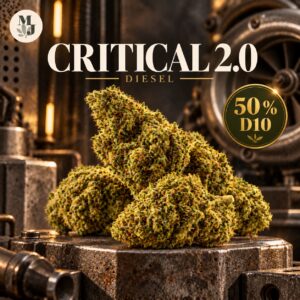 Critical 2.0 50 % D10 – Fleur de chanvre premium analysée — MJ Store