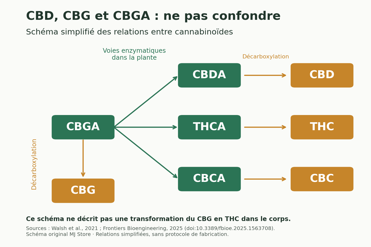 Le CBGA conduit au CBG par décarboxylation et aux CBDA, THCA et CBCA par voies enzymatiques dans la plante, puis aux CBD, THC et CBC.