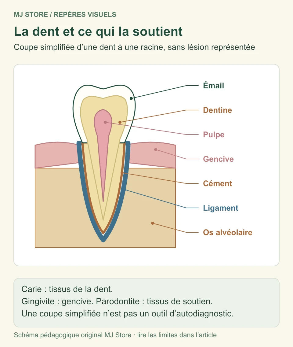 Coupe simplifiée d’une dent et de ses tissus de soutien : émail, dentine, pulpe, gencive, cément, ligament et os alvéolaire.