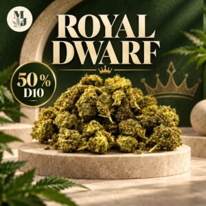ROYAL DWARF — visuel commercial MJ Store