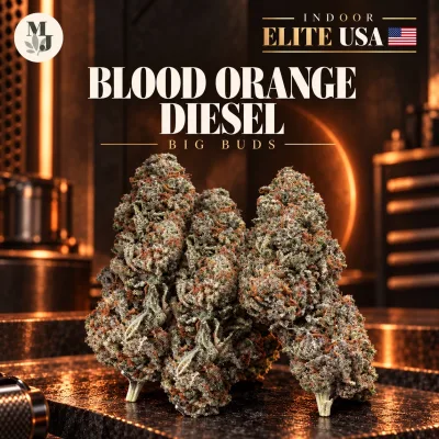 Blood Orange Diesel - Big - Indoor Elite USA
